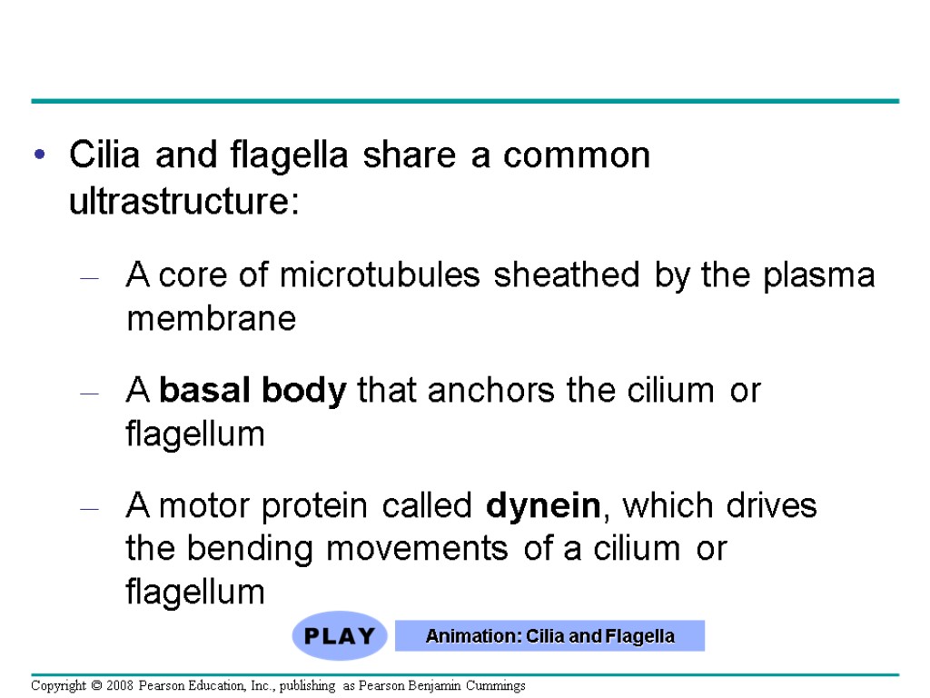Cilia and flagella share a common ultrastructure: A core of microtubules sheathed by the